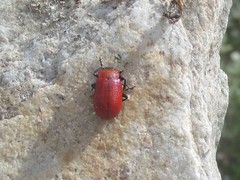 Oreina peirolerii
