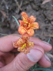Fritillaria recurva