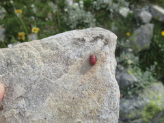 Oreina peirolerii