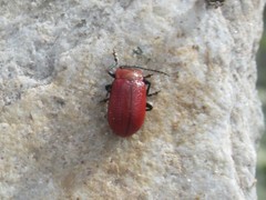 Oreina peirolerii