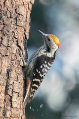 Dendrocoptes auriceps