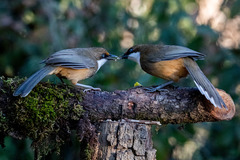 Pterorhinus albogularis