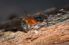 Scotospilus