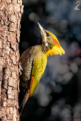 Picus chlorolophus