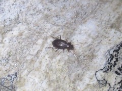 Oreonebria castanea