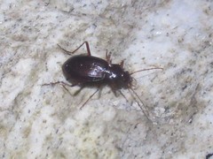 Oreonebria castanea