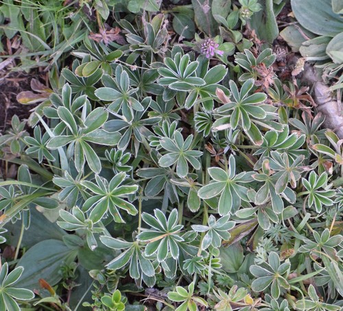Alchemilla nitida, photograph 5
