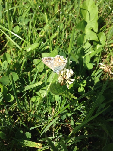 Polyommatus icarus