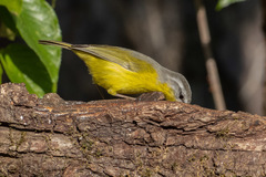 Phylloscopus xanthoschistos