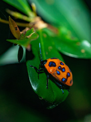 Poecilocoris druraei