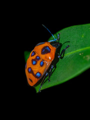 Poecilocoris druraei