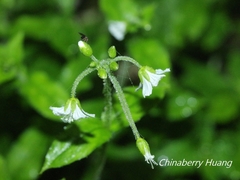 Cerastium takasagomontanum