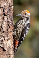 Dendrocoptes auriceps