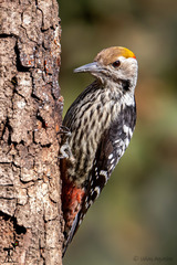 Dendrocoptes auriceps