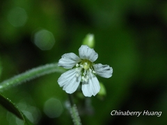 Cerastium takasagomontanum