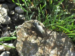 Carabus concolor