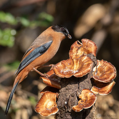 Heterophasia capistrata