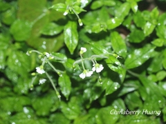 Cerastium takasagomontanum
