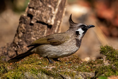 Pycnonotus leucogenys