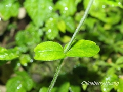 Cerastium takasagomontanum