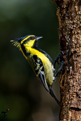 Machlolophus xanthogenys