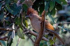 Grammatoptila striata