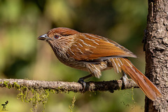 Grammatoptila striata