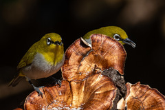 Zosterops palpebrosus