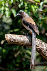 Dendrocitta formosae