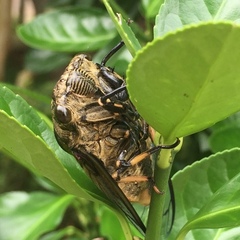 Cryptotympana atrata