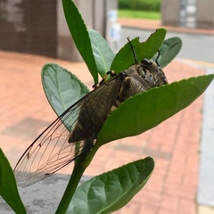 Cryptotympana atrata