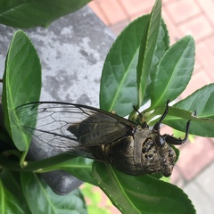 Cryptotympana atrata