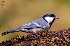 Cinereous Tit photo 6