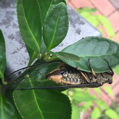 Cryptotympana atrata