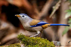 Actinodura cyanouroptera