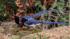 Urocissa erythroryncha