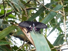 Papilio polytes