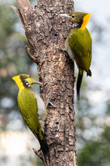 Chrysophlegma flavinucha