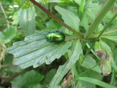 Oreina gloriosa