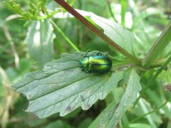 Oreina gloriosa