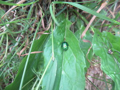 Oreina gloriosa