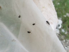 Luperus viridipennis