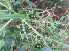 Oreina gloriosa