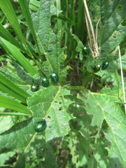 Oreina gloriosa