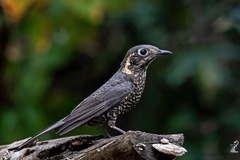 Chestnut-Bellied Rock Thrush photo 5