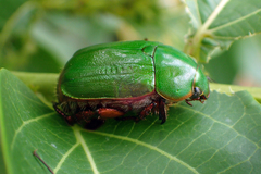 Anomala xanthopleura