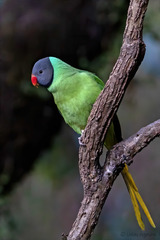 Psittacula himalayana