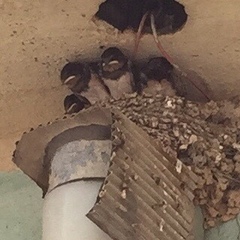 Hirundo rustica