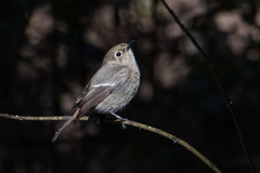 Phoenicurus coeruleocephala