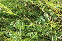 Pimpinella saxifraga